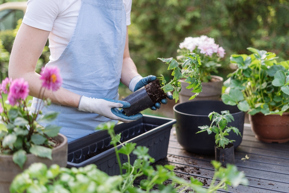 Biofilia: l’efficacia salutare delle piante