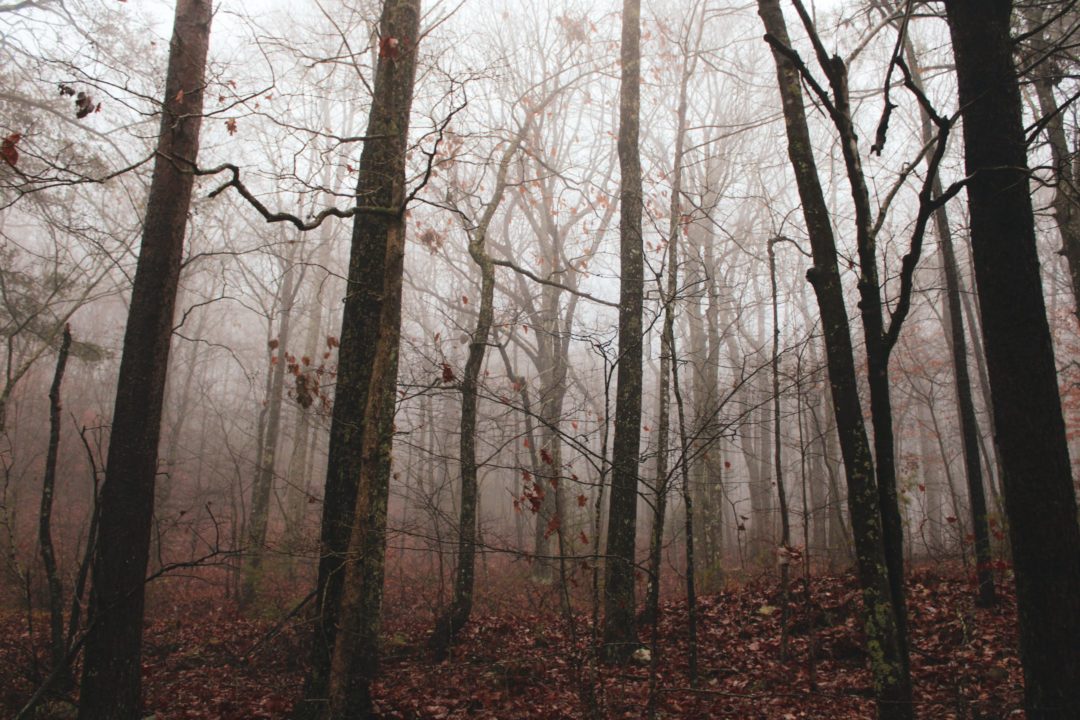 paesaggio autunnale con alberi spogli