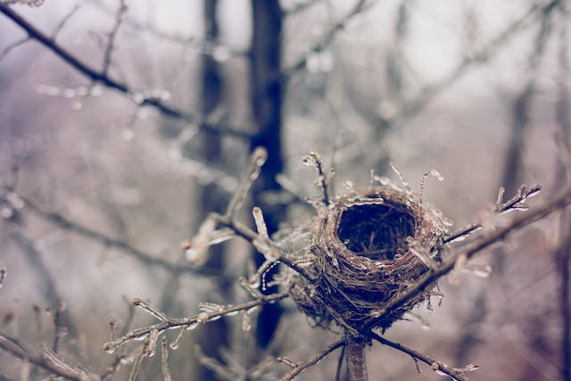 nido vuoto su albero