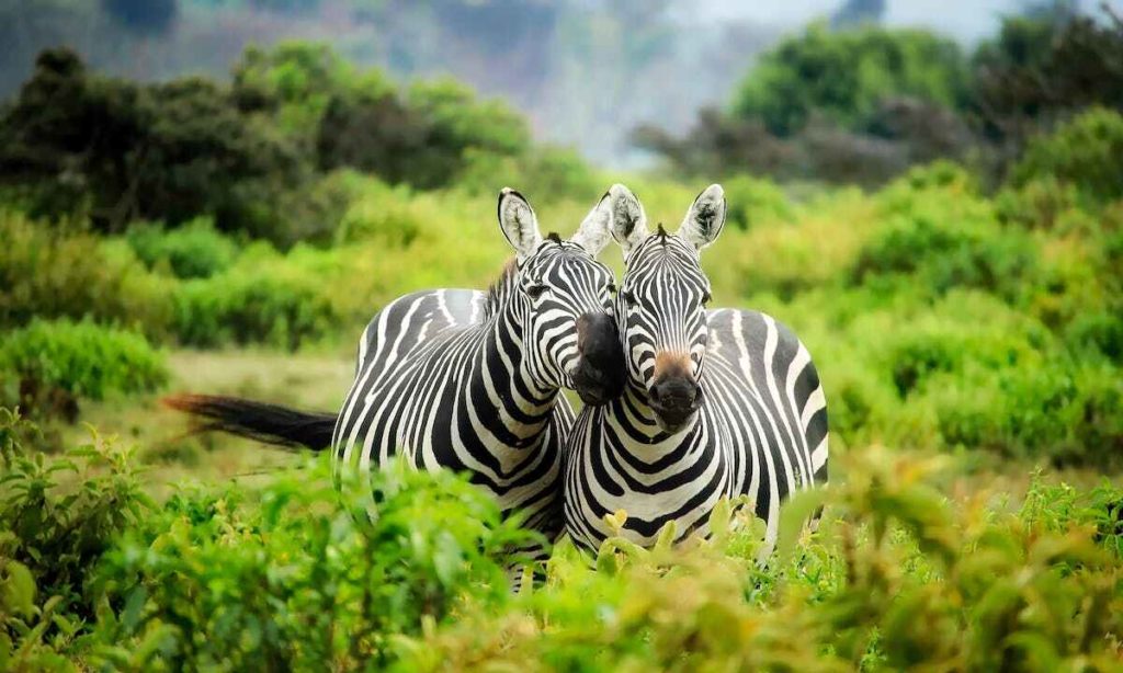 Etologia: due zebre si fanno le coccole