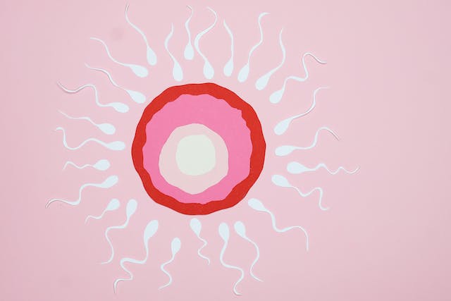 disegno di un ovulo femminile circondato da spermatozoi