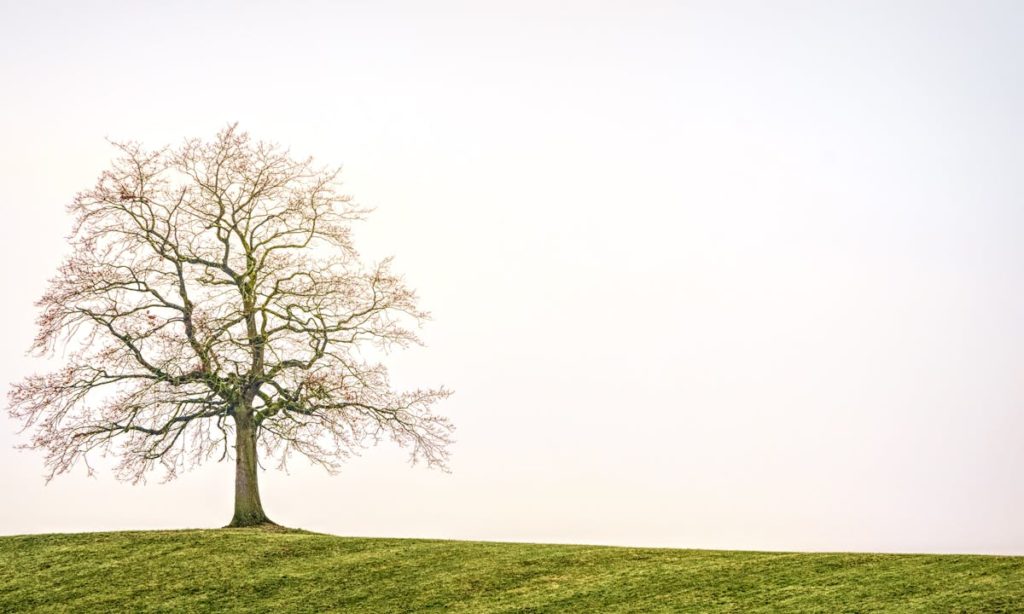 Test dell'albero: un albero su una collina