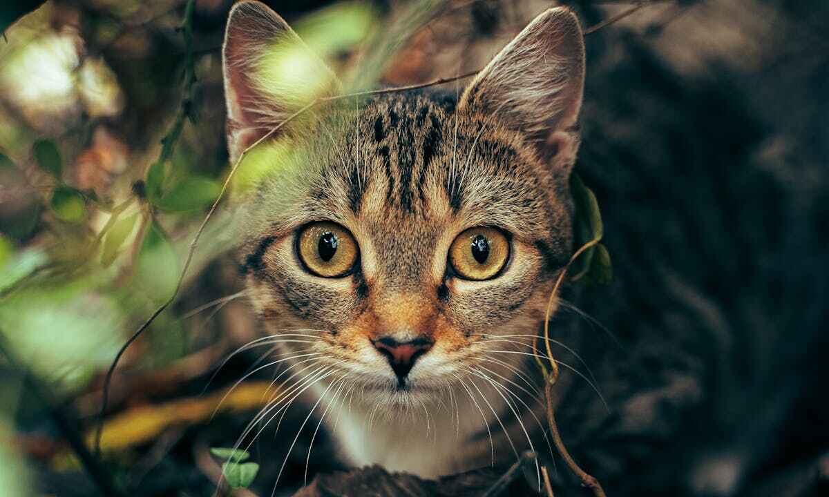 Alice guarda i gatti: un gatto tra le fronde