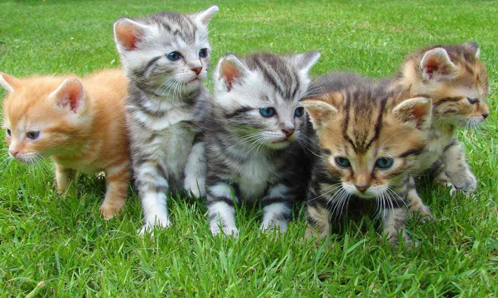 Animal hoarding: una cucciolata di gattini