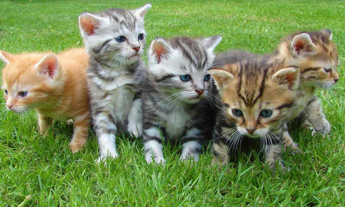 Animal hoarding: una cucciolata di gattini