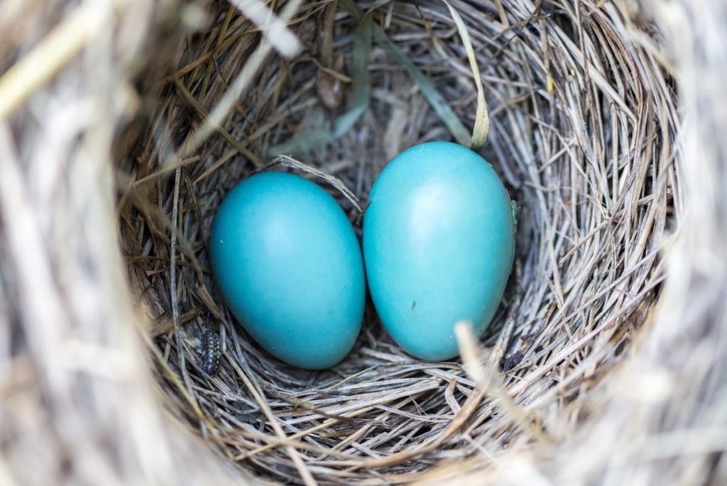 Simbologia della rinascita: 2 uova in un nido