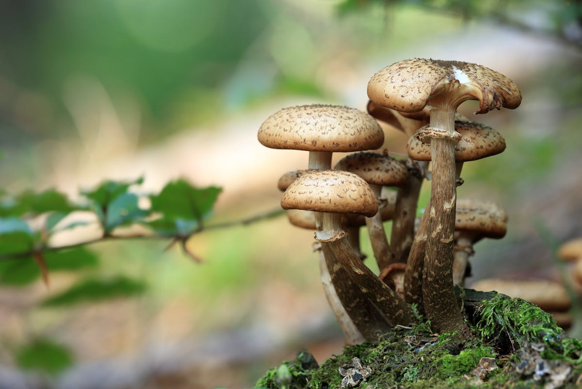 Sognare funghi: dei funghi in un bosco