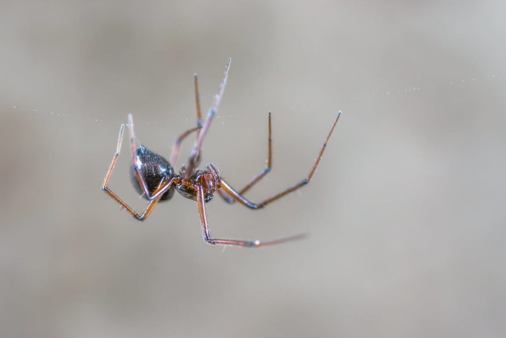 Sognare ragni: primo piano di un ragno