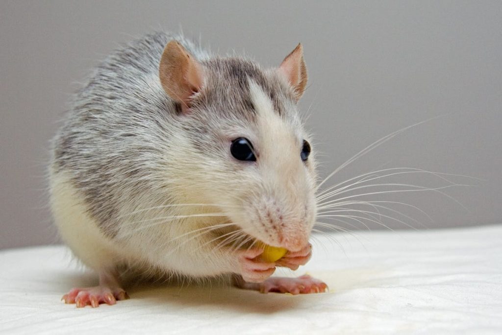 Sognare topi: un topino mangia una ghianda