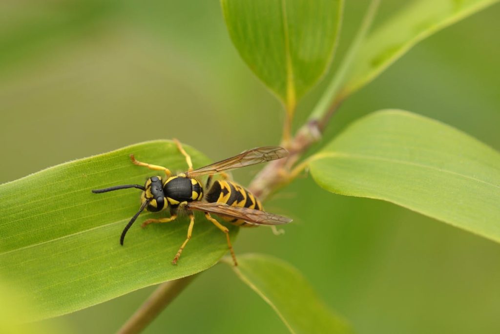 Sognare vespe: una vespa posata su una foglia