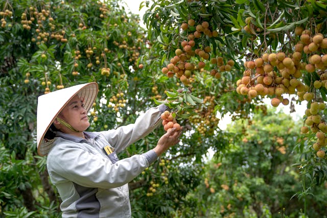 una signora lavora nei campi e coglie dei frutti