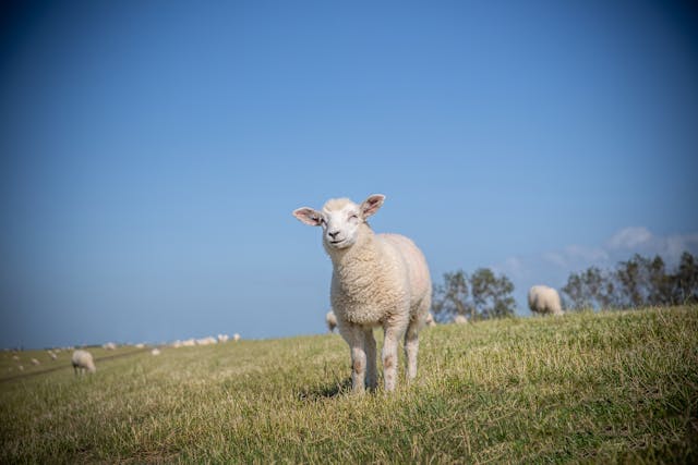 una pecora bianca in un campo