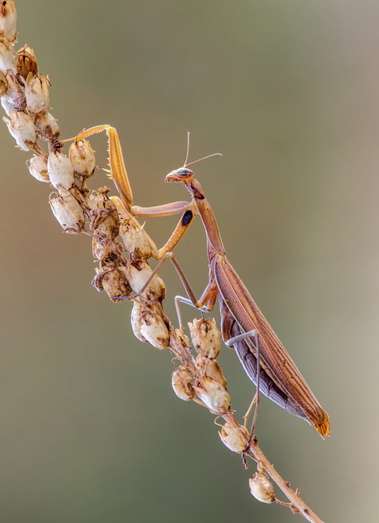 Entomofobia
