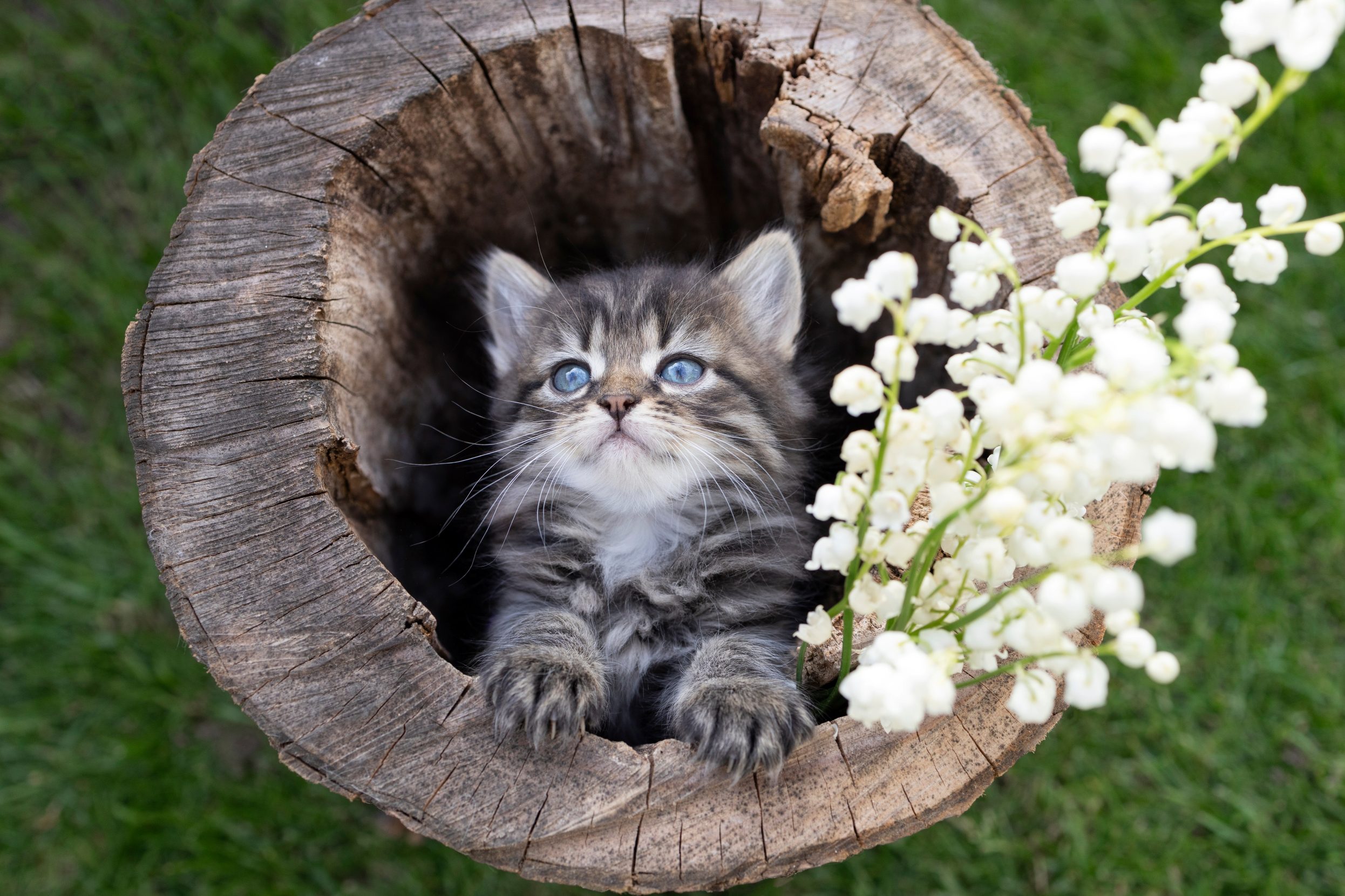 Giornata mondiale del gatto