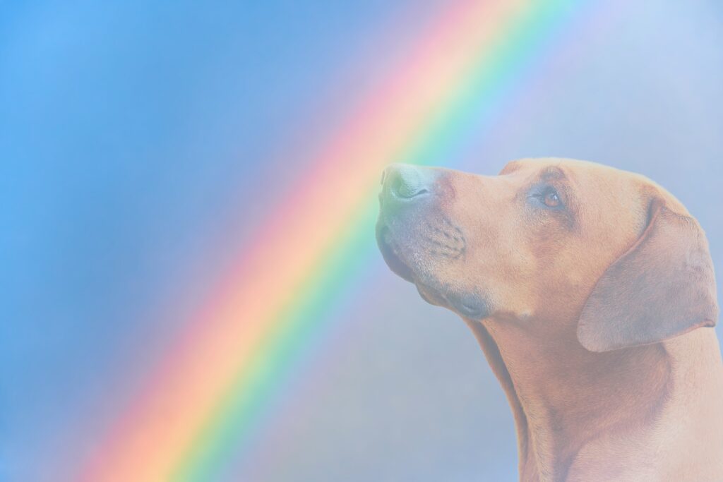 come superare la morte di un cane